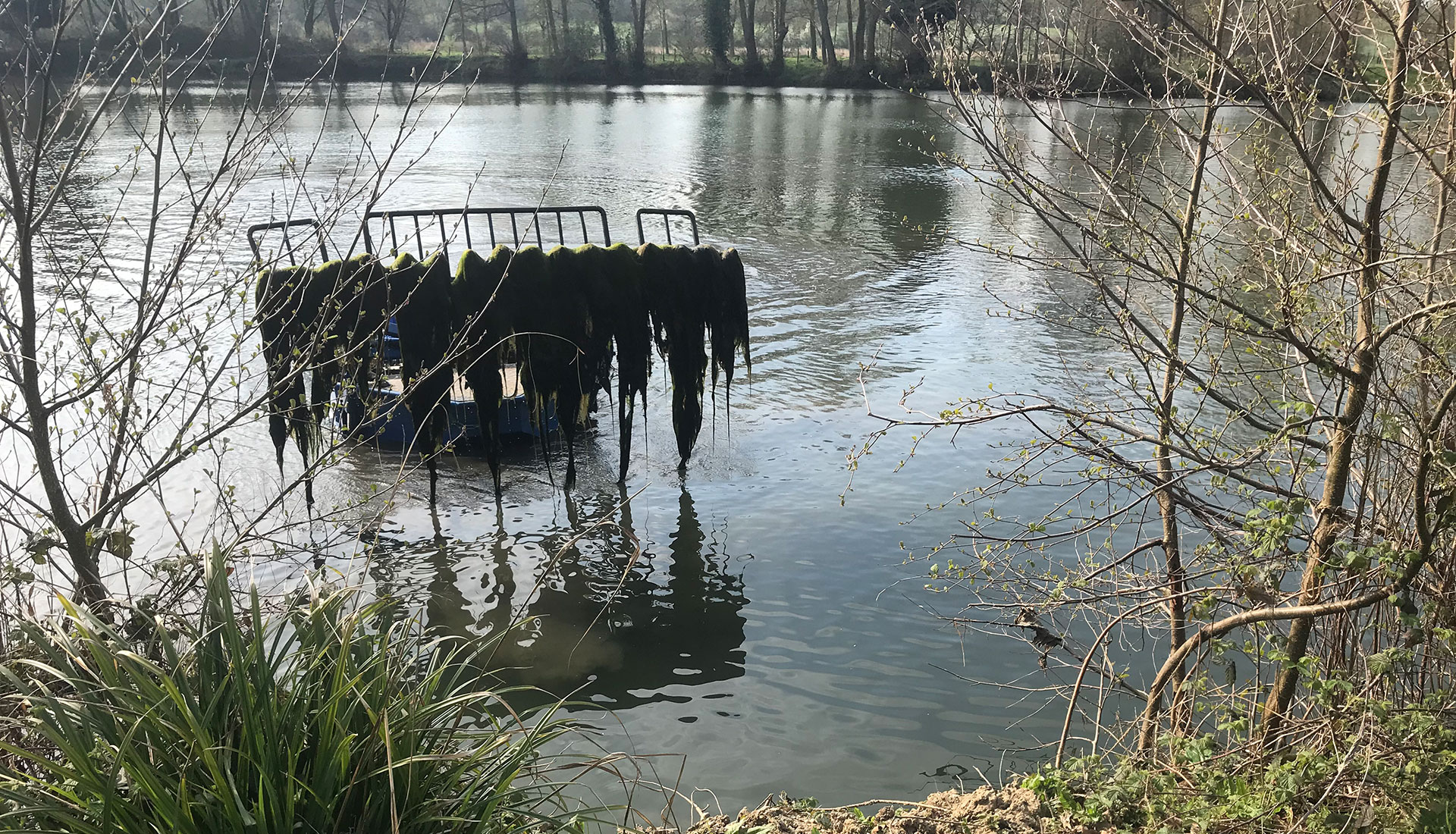 Weed Clearance on Syndicate Lake